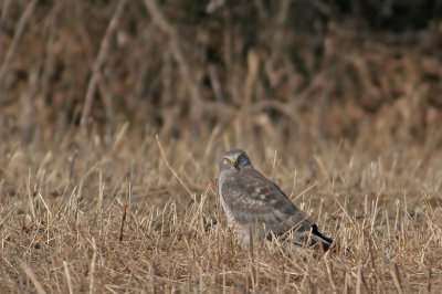 Gray Ghost (Northern Harrier)