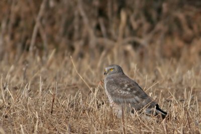 Gray Ghost (Northern Harrier)