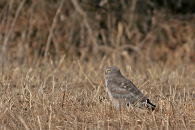 Gray Ghost (Northern Harrier)
