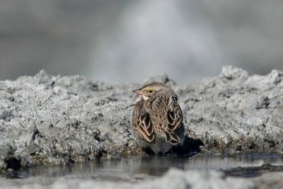 Ipswich Savannah Sparrow