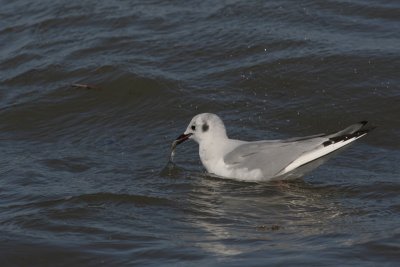 Bonaparte's Gull