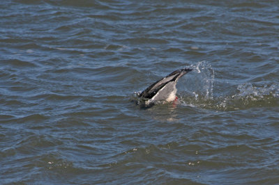 Typical view of Red-breasted Merganser
