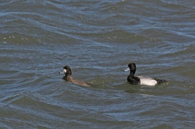 Mr. and Mrs. Lesser Scaup