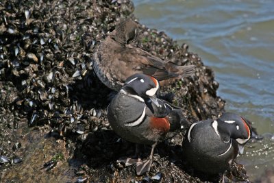 Harlequin Ducks