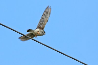 1.IMG_2120.JPG
