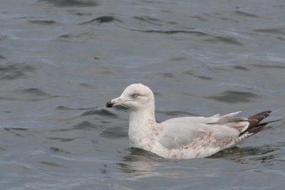 Herring Gull