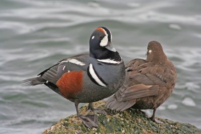 Harlequin Ducks