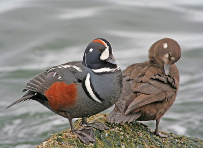 Harlequin Ducks
