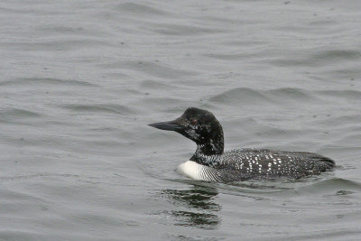 Common Loon