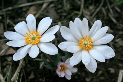 Bloodroot.