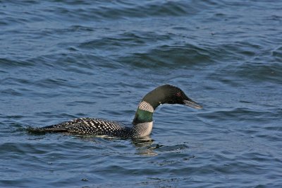 The Loch-Ness Monster...