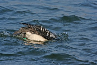 Typical view of a Loon.