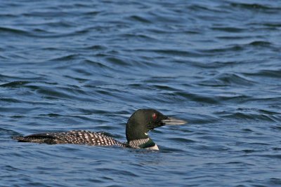 Common Loon
