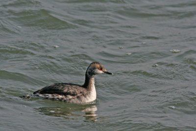 1.IMG_2440.JPG