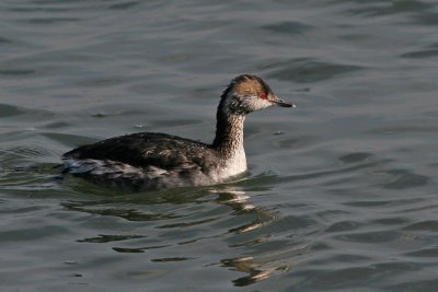 1.IMG_2443.JPG