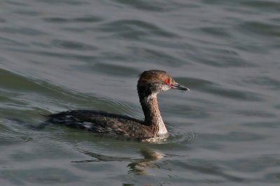 1.IMG_2450.JPG