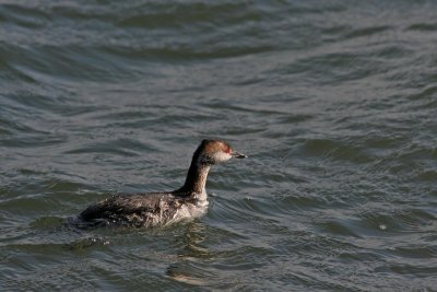 1.IMG_2471.jpg