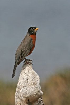 American Robin