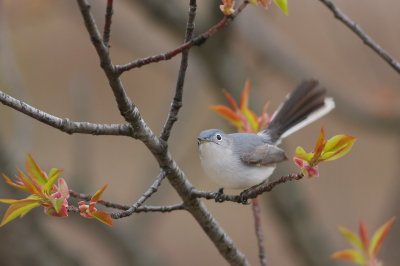 Gnatcatchers and Kinglets