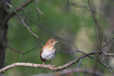 Veery