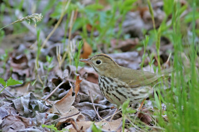 Ovenbird