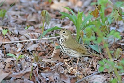 Ovenbird