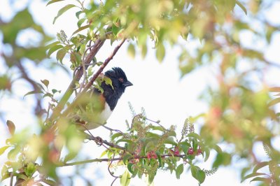 Eastern Towhee