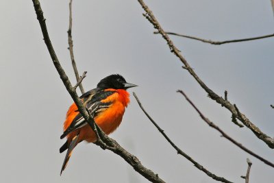 Baltimore Oriole