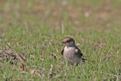 Northern Rough-winged Swallow