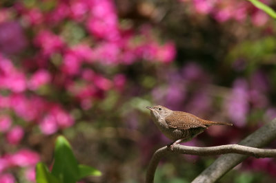 House Wren