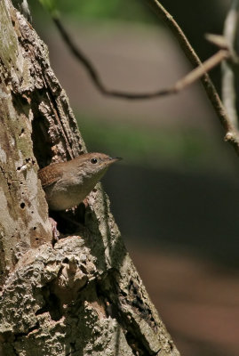 House Wren