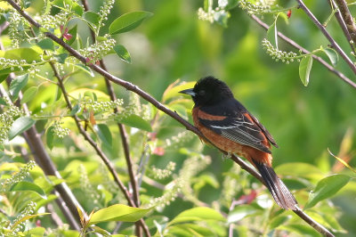 Orchard Oriole