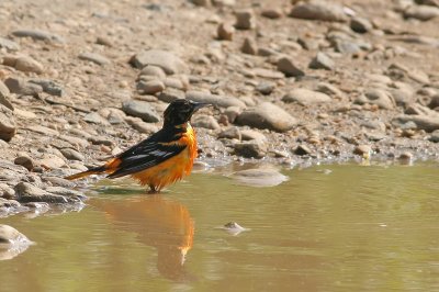 Baltimore Oriole