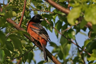 Orchard Oriole