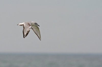 Bonaparte's Gull