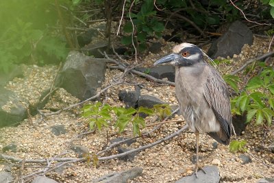 Yellow-crowned Night Heron
