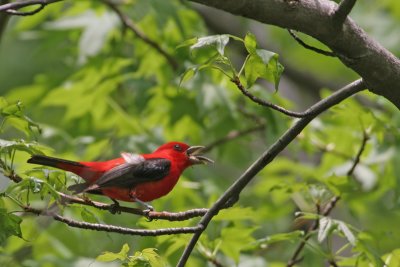 Scarlet Tanager