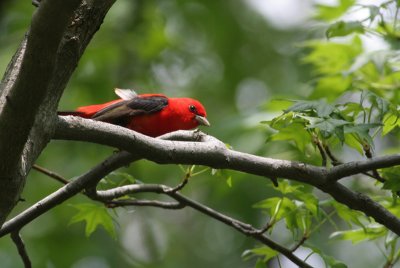 Scarlet Tanager