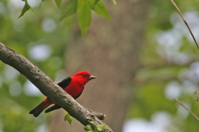 Scarlet Tanager