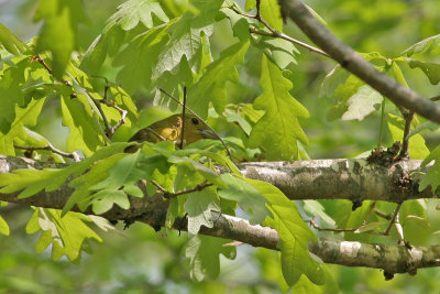 Female Scarlet Tanager