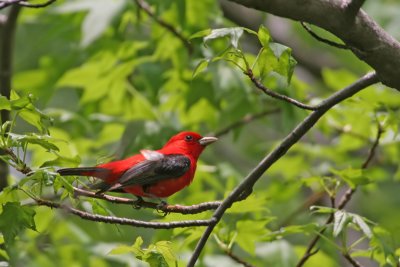 Scarlet Tanager