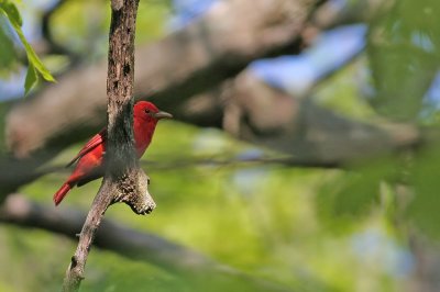 Summer Tanager