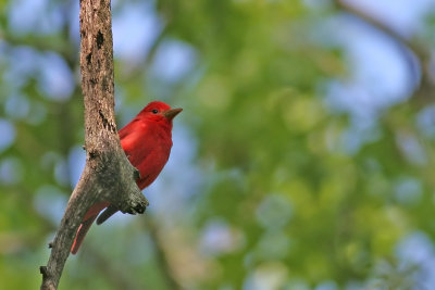 Summer Tanager