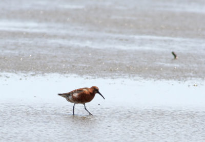 Curlew Sandpiper