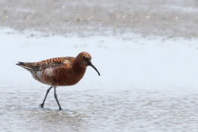 Curlew Sandpiper
