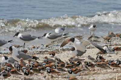 Laughing Gulls mating