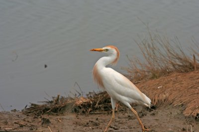 Cattle Egret