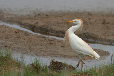 Cattle Egret