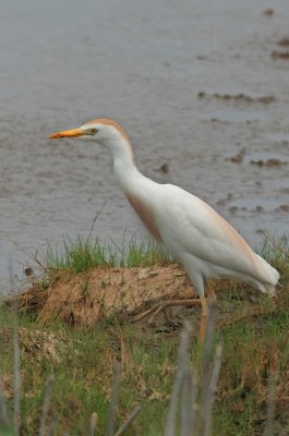 Cattle Egret