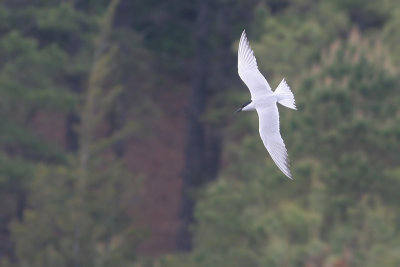 Gull-billed Tern